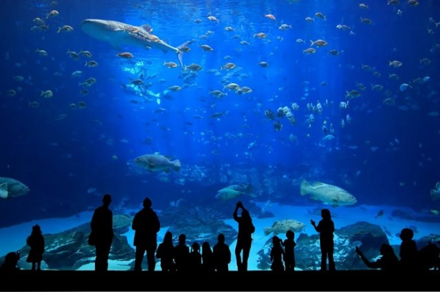 İstanbul Akvaryum Turu