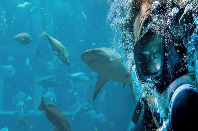 İstanbul Akvaryum Turu