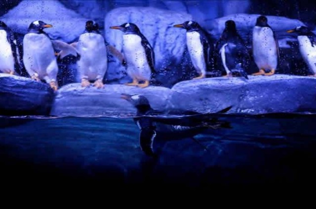 İstanbul Akvaryum Turu