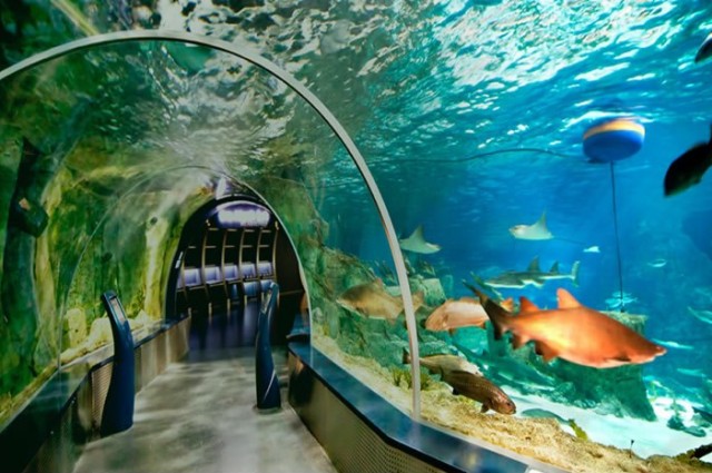 İstanbul Akvaryum Turu