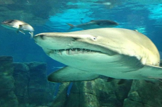 İstanbul Akvaryum Turu