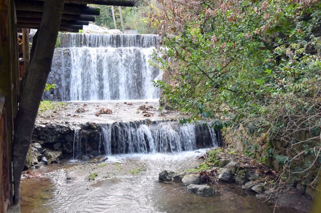 Her Çarşamba Ormanya, Ayrı Gezegen Cam Teras, Maşukiye Turu