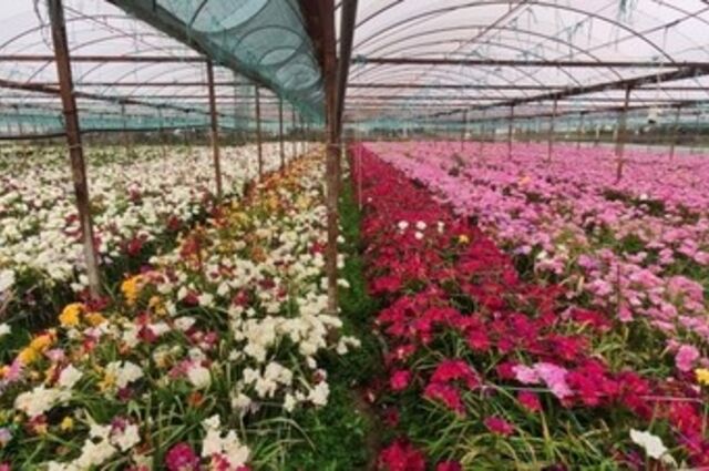Bayındır Çiçek Festivali Turu