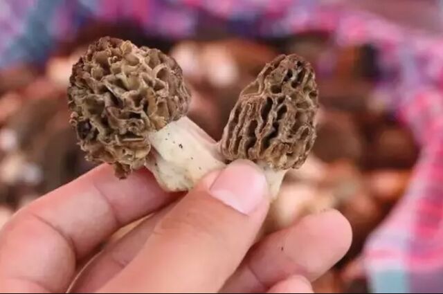 Fethiye Yeşilüzümlü Dastar ve Kuzugöbeği Mantar Festivali Turu