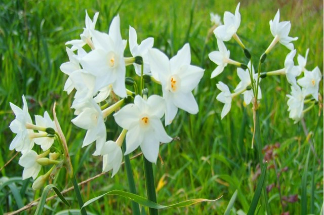 Karaburun Nergis Festivali Turu