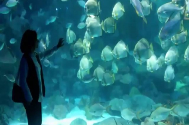 İstanbul Legoland Discovery - Madame Tussauds - Sea Life akvaryum Turu