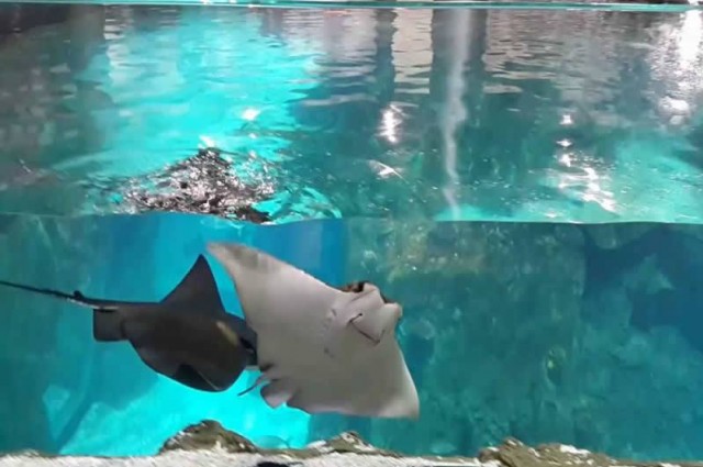 İstanbul Legoland Discovery - Madame Tussauds - Sea Life akvaryum Turu