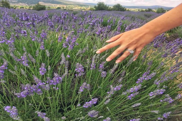 Göller Bölgesinde Lavanta Zamanı