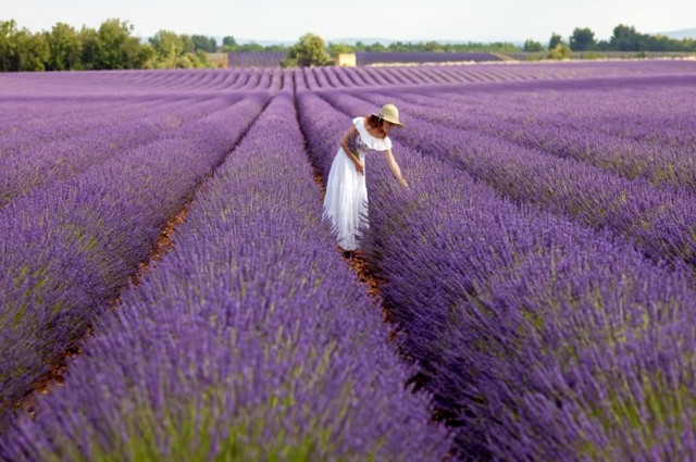 Göller Bölgesinde Lavanta Zamanı